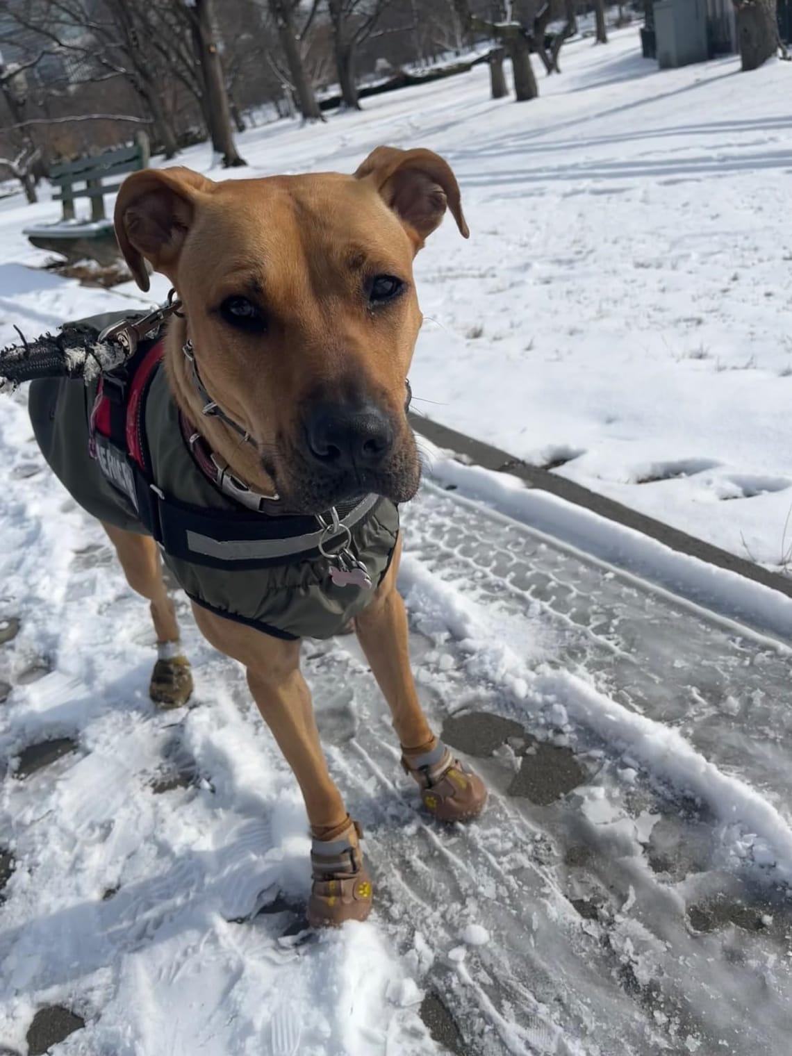 QUMY Dog Boots Review (2025): Worth It for Your Pup