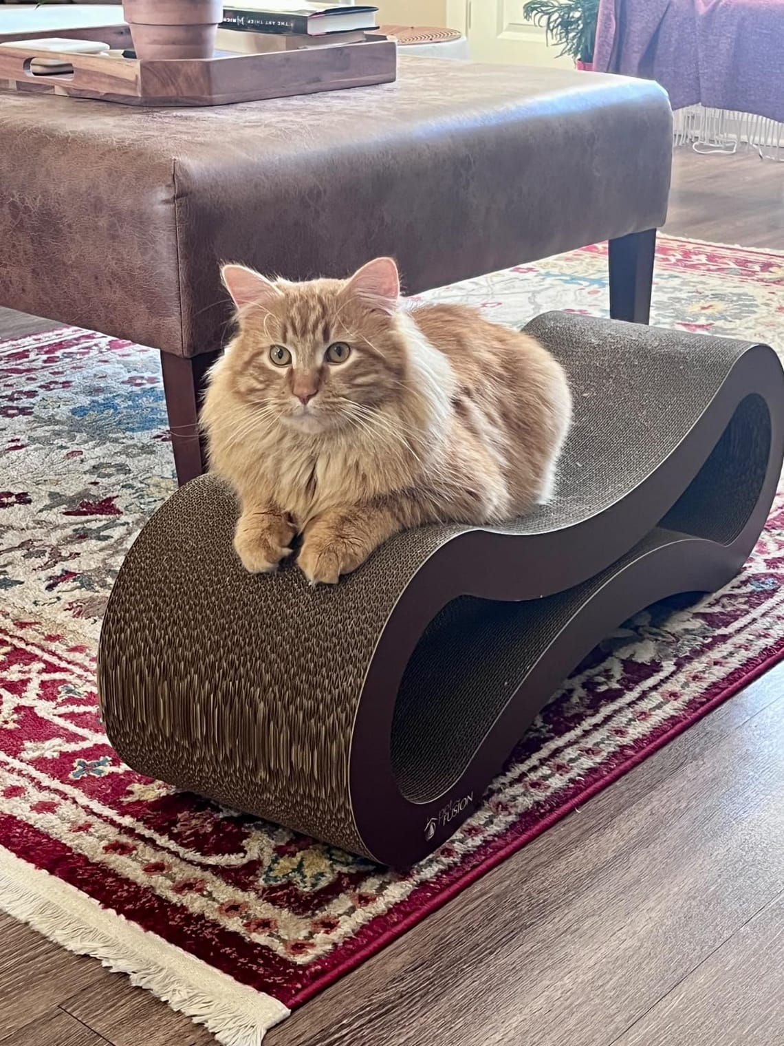 PetFusion Cat Scratcher Review: My Sofa's Last Hope?