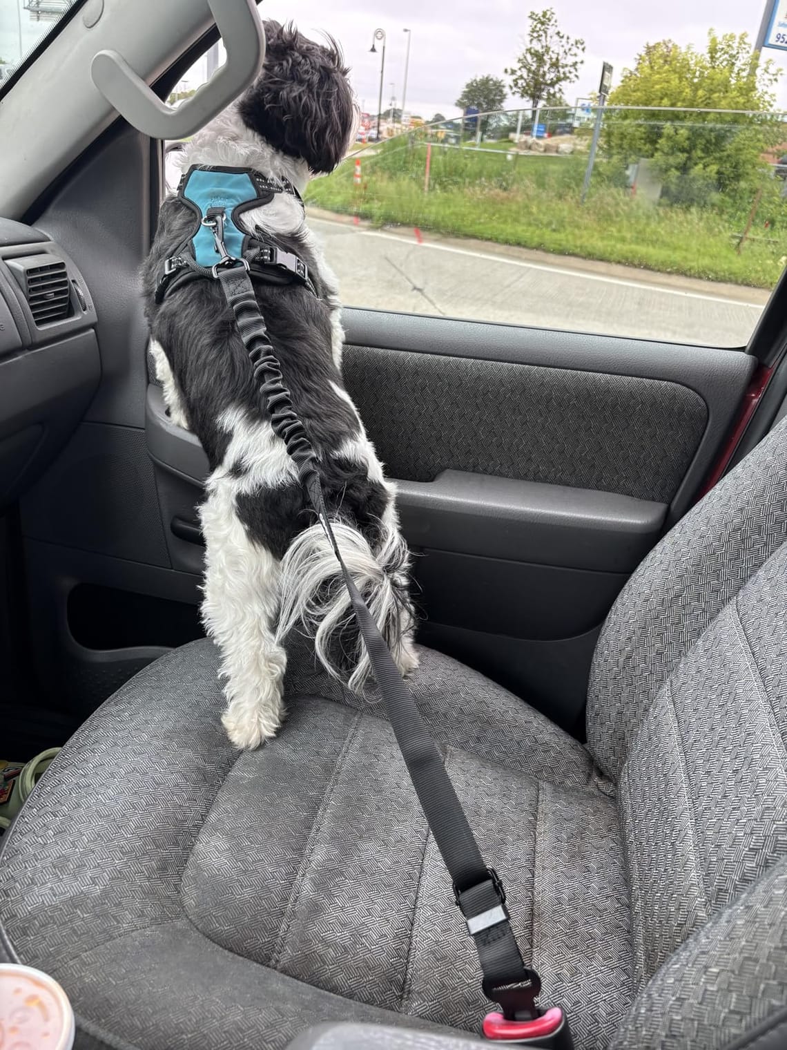 COOYOO Dog Seat Belt Review: Taming My Wild Pup in the Car