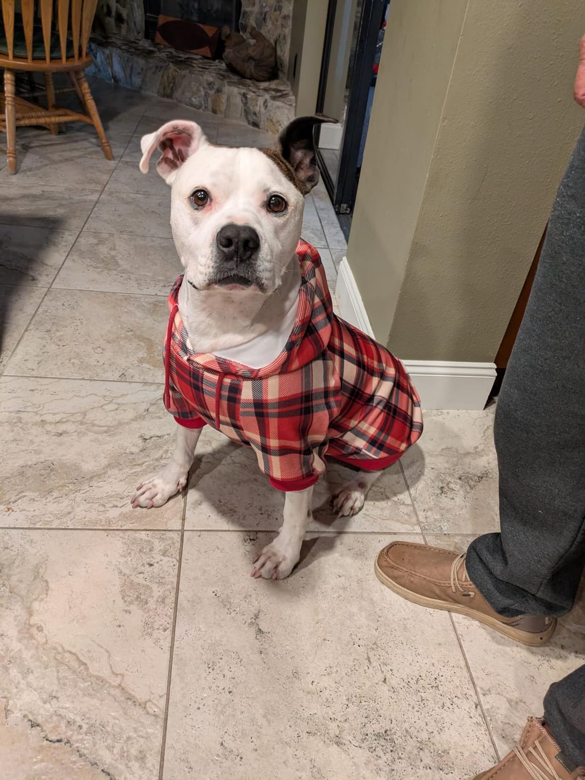 Spark Paws Dog Hoodie Review: My Dog Finally Stays Warm