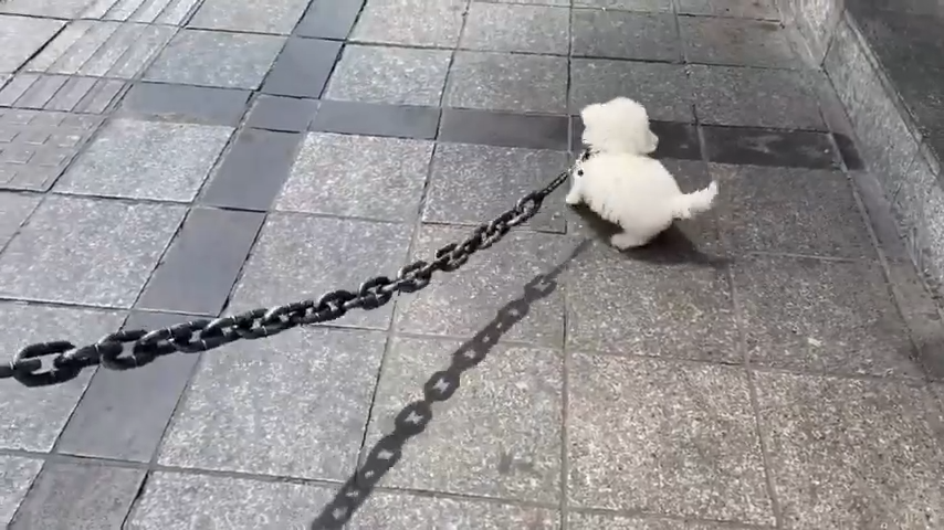 This Fake Chain Leash Gets Laughs, But Should You Buy It?
