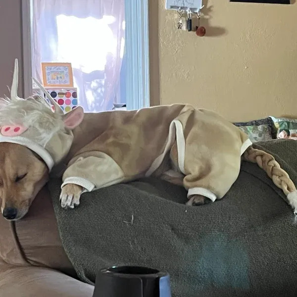 Is This Viral Etsy Cow Costume Actually Worth It?