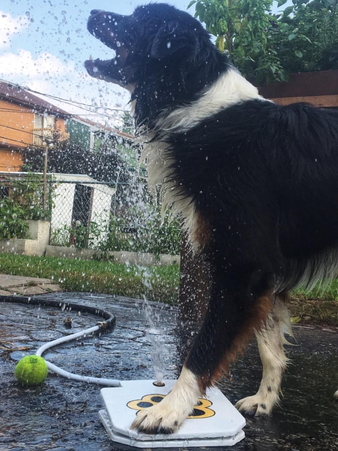 Is This Paw-Activated Fountain the Ultimate Summer Dog Toy?