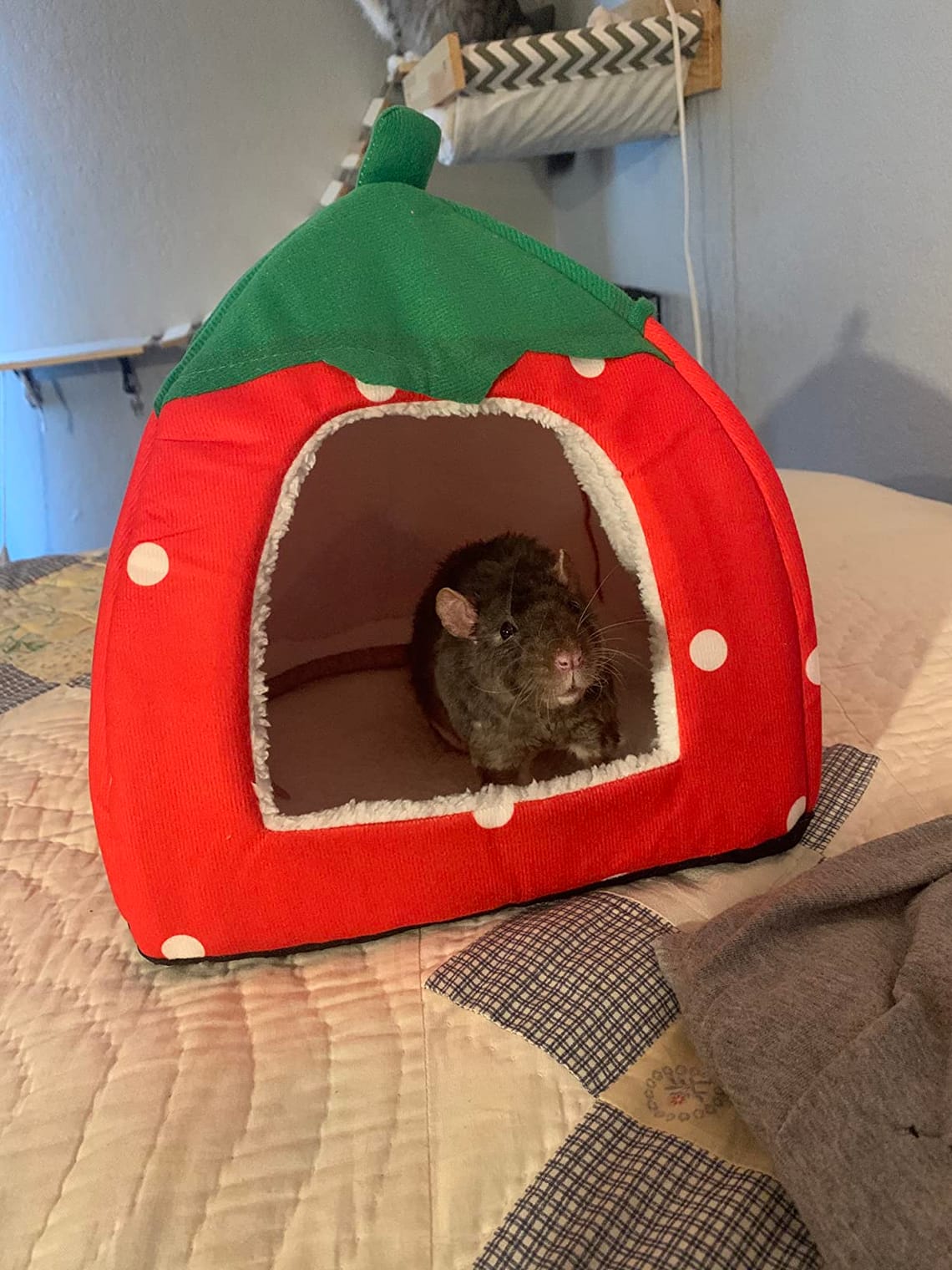Tierecare Guinea Pig Hideout Review: A Cozy Cave for Your Pet?