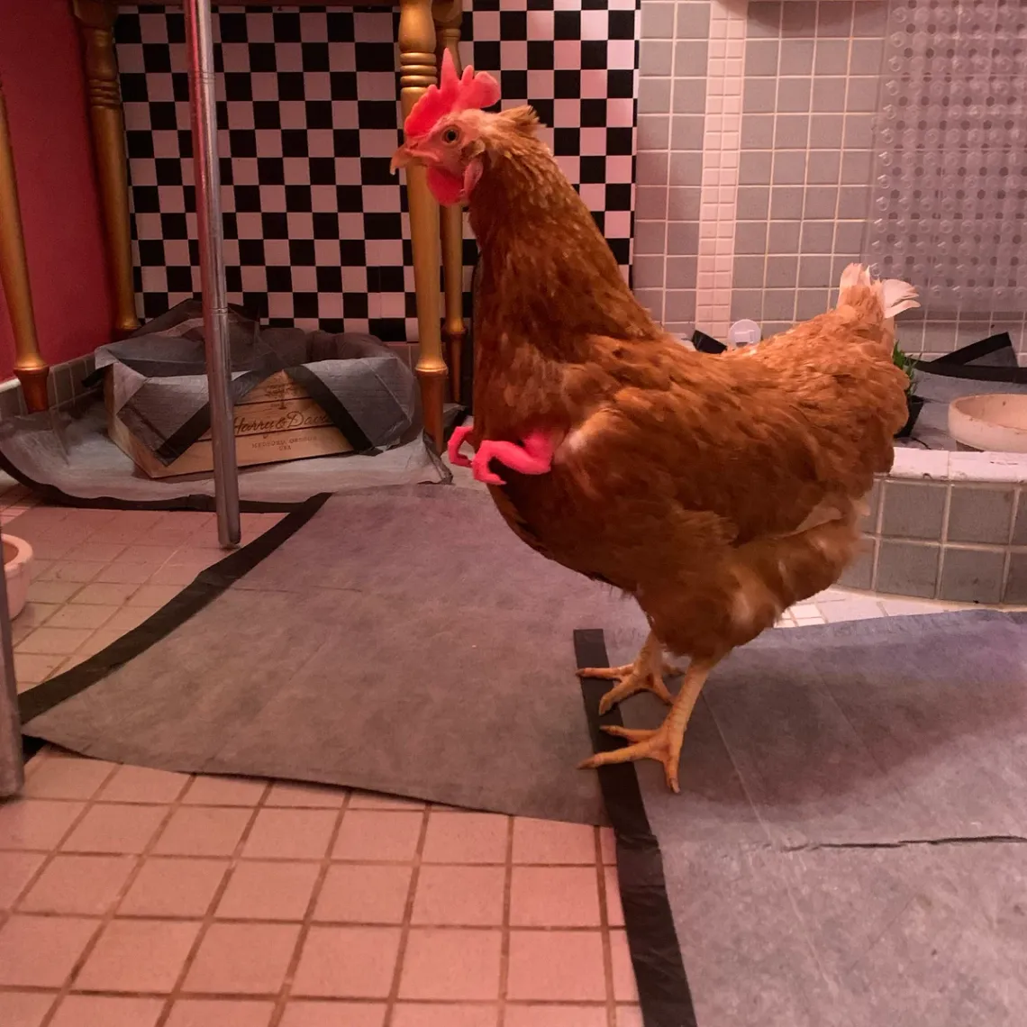 T-Rex Chicken Arms Review: The Funniest Pet Accessory?