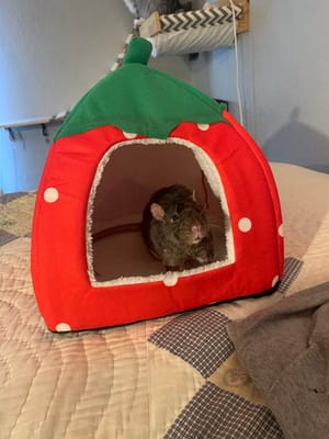 Tierecare Guinea Pig Hideout Review: A Cozy Cave for Your Pet?
